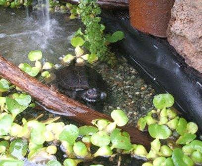 20080605-池カメ.JPG