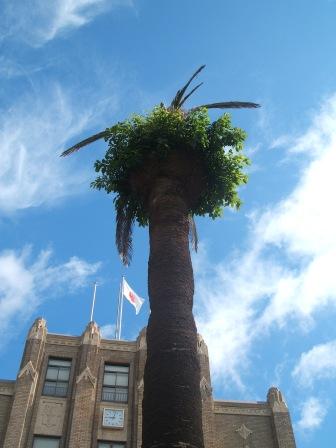 20080724-宮崎だめやし.JPG