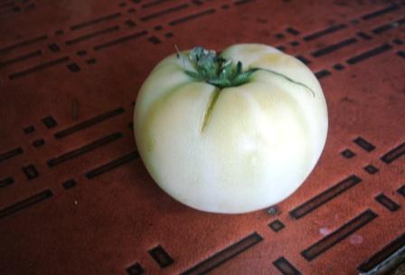 20080803-トマト　白.JPG