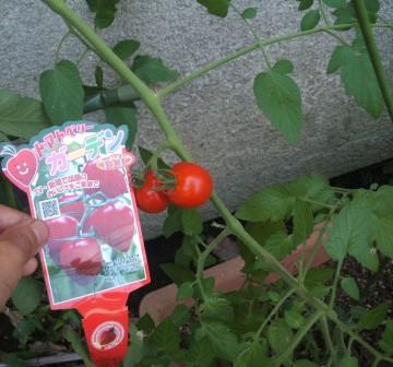 20080803-ミニトマト　トマトベリー.JPG