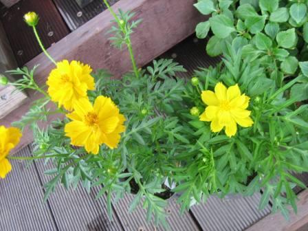 20080826-キバナとリマラ.JPG