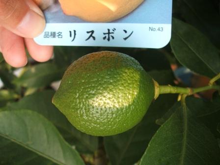 20080913-レモン　リスボン.JPG