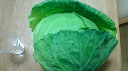 20081124-キャベツ2.jpg