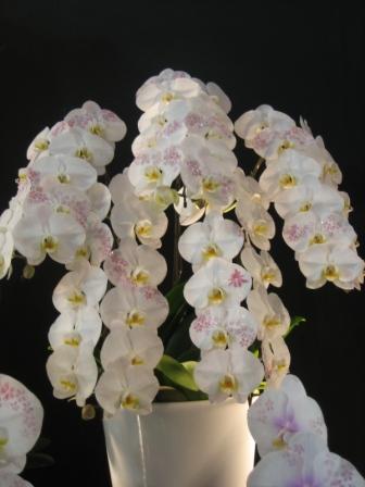 20090311-IMG_1046.JPG