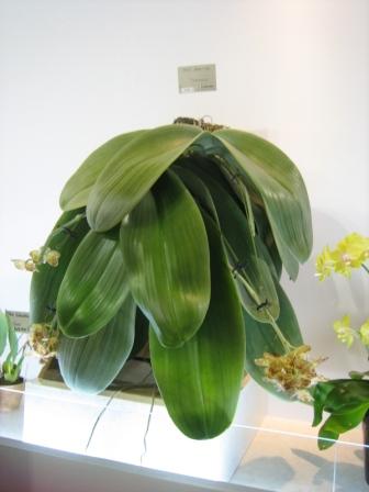 20090311-IMG_1071.JPG