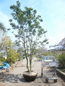 20090331-P1070327.jpg