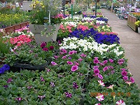 20090405-ss-DSCN5619.jpg