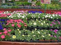 20090405-ss-DSCN5620.jpg