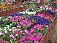 20090405-ss-DSCN5621.jpg