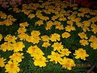 20090405-ss-DSCN5624.jpg