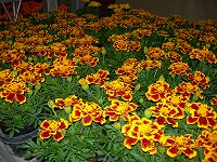 20090405-ss-DSCN5625.jpg
