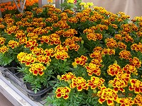 20090405-ss-DSCN5626.jpg