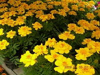 20090405-ss-DSCN5627.jpg