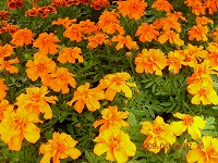 20090405-ss-DSCN5628.jpg