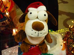 20091105-inu.jpg