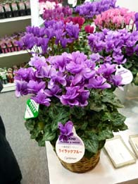 20091113-sikura.jpg