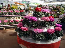 20091116-oseibo.jpg
