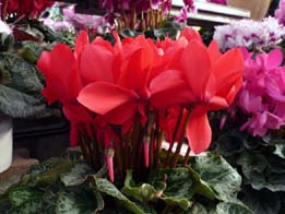 20091116-oseibo4.jpg