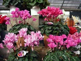 20091116-oseibo5.jpg