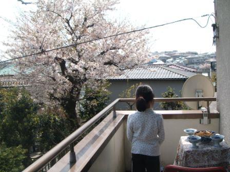 20100411-ベランダお花見.JPG