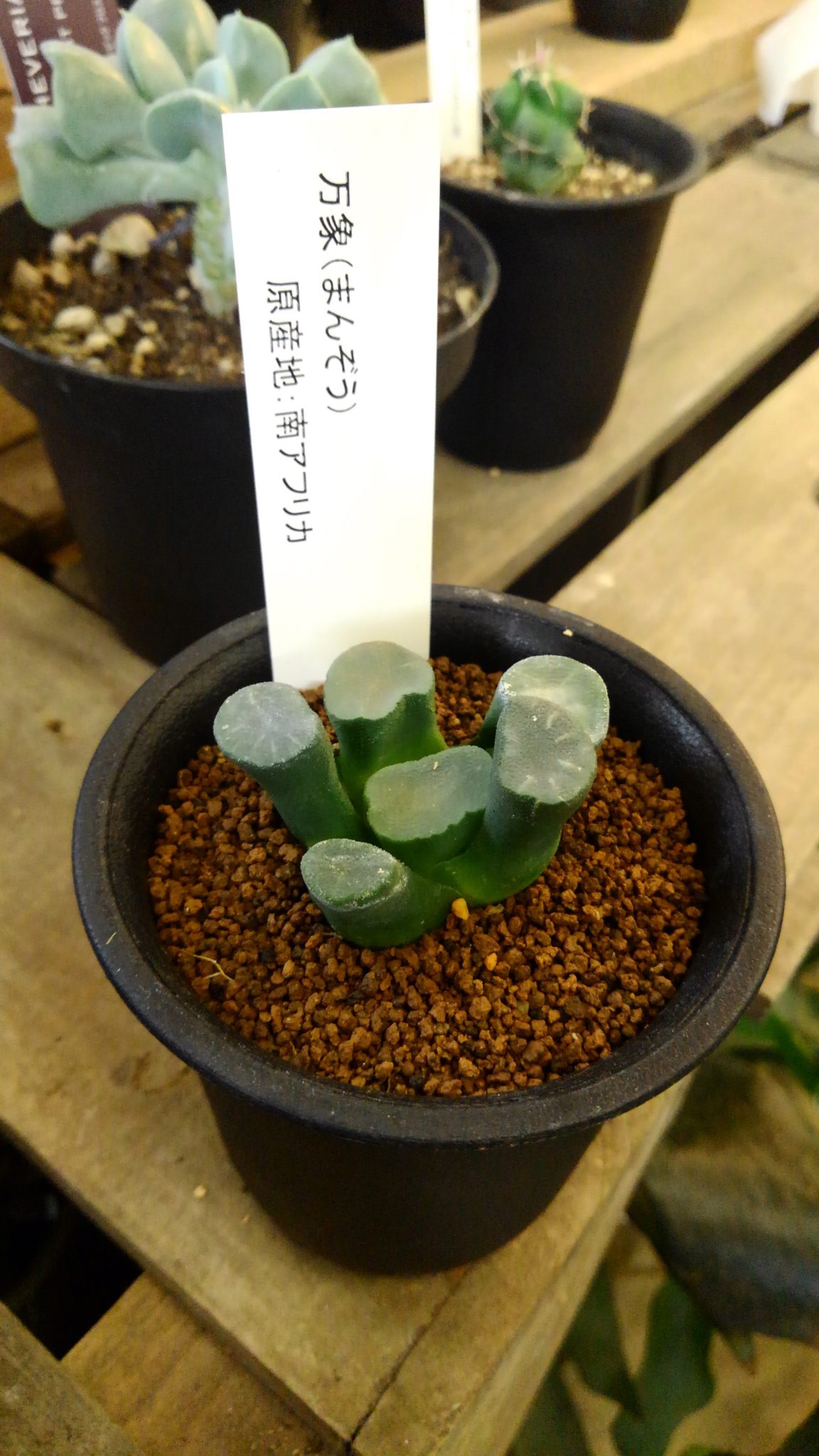 Amazon.co.jp: 原色シャボテン多肉植物大図鑑〈第1巻〉 (1965年