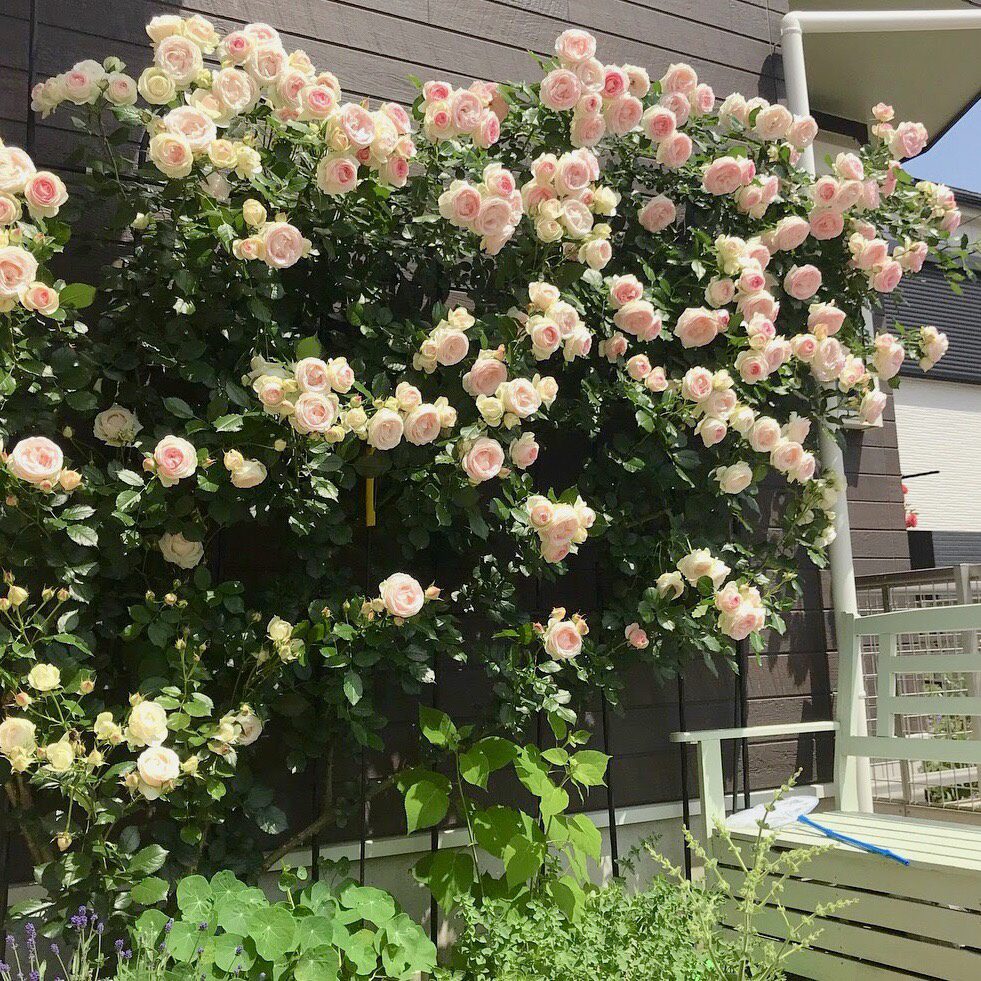 バラの育て方講座 病気知らずに育てる秘訣とは 横浜市いずみ野の園芸店 グリーンファーム あい菜フローラ