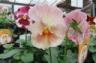 DSCF0558