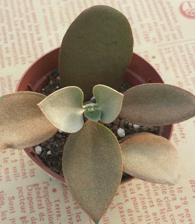 20131206_151307-1.jpg image